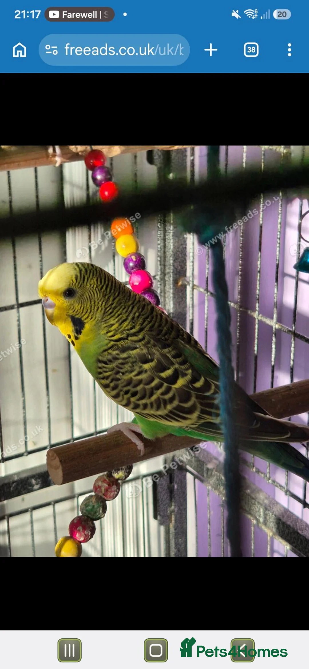 Budgerigars birds for sale: 2 male budgies for sale - Advert 2