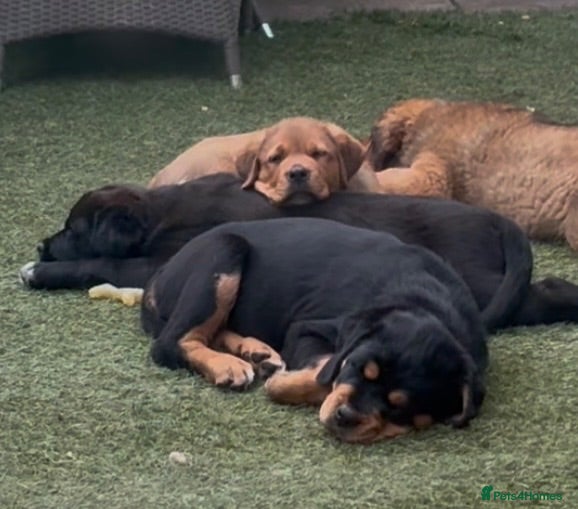 Mixed Breed dogs Central Asian Shepard x Rottweiler Puppies - Advert 2