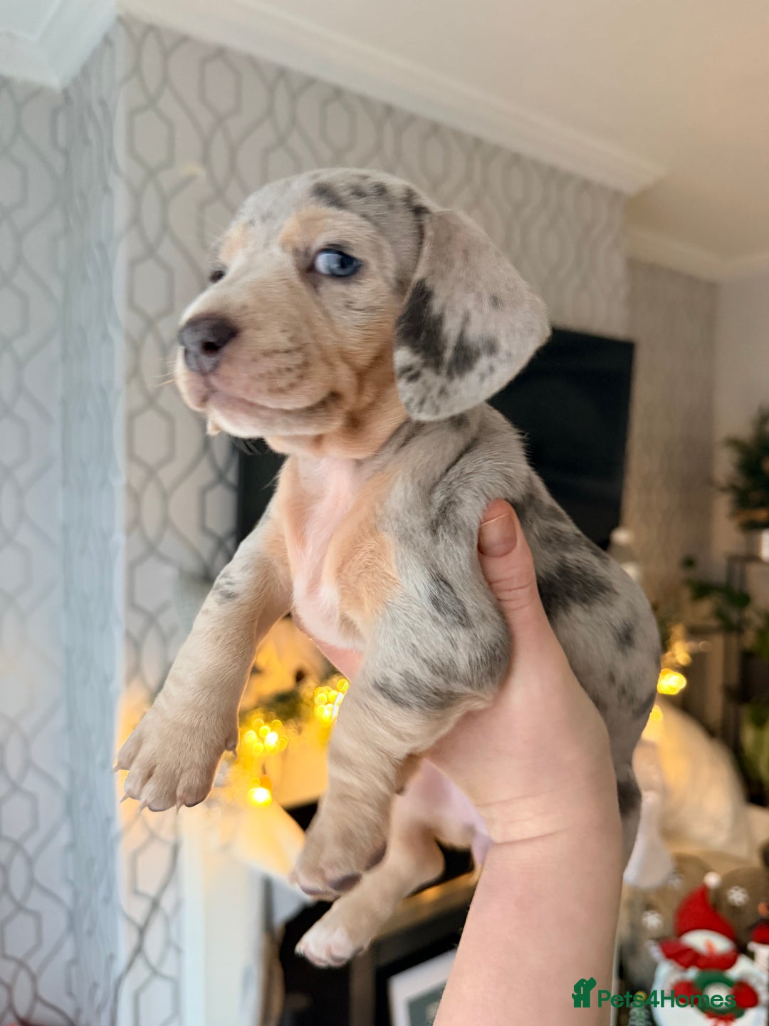 Dachshund dogs for sale: Family dogs first puppies - stunning Dachshunds  - Advert 12