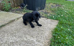 Mixed Breed dogs for sale: Dalmatian/Golden retriever cross puppies - Image 7