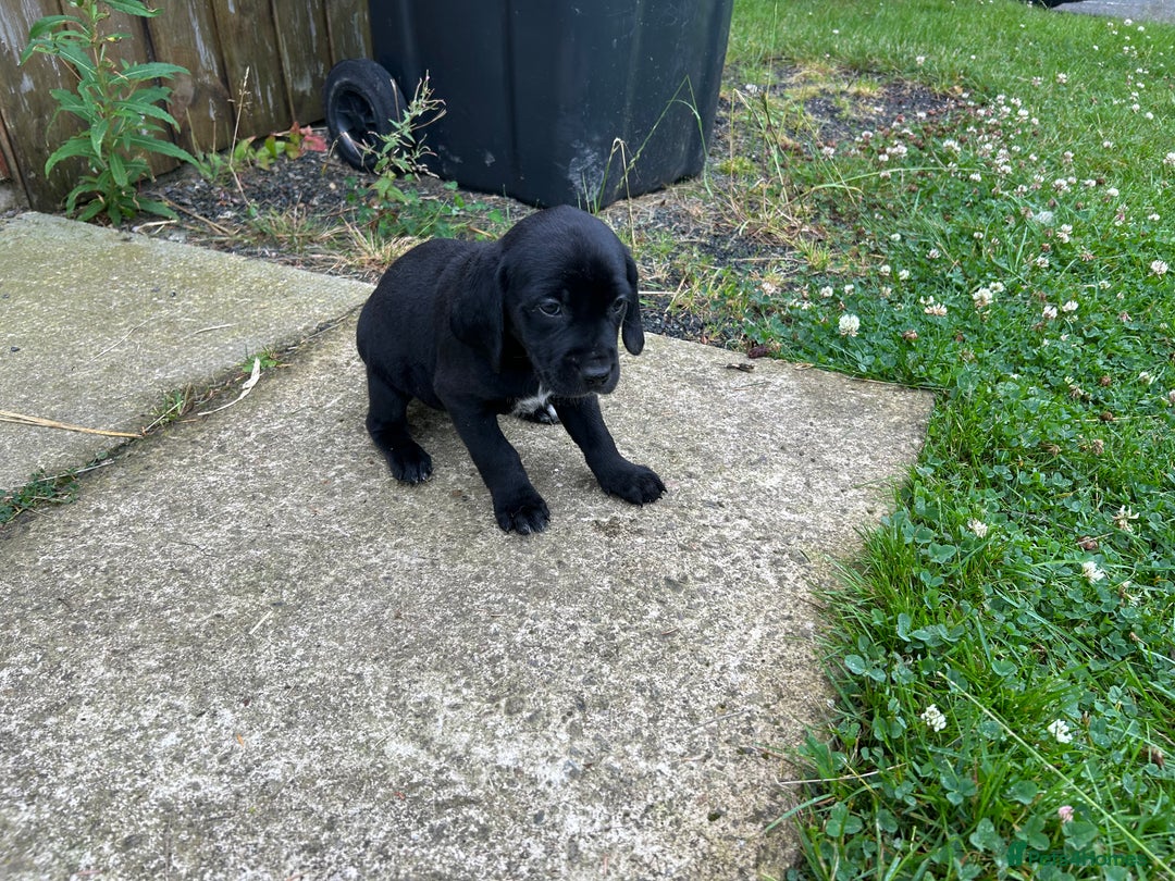Mixed Breed dogs for sale: Dalmatian/Golden retriever cross puppies - Image 7