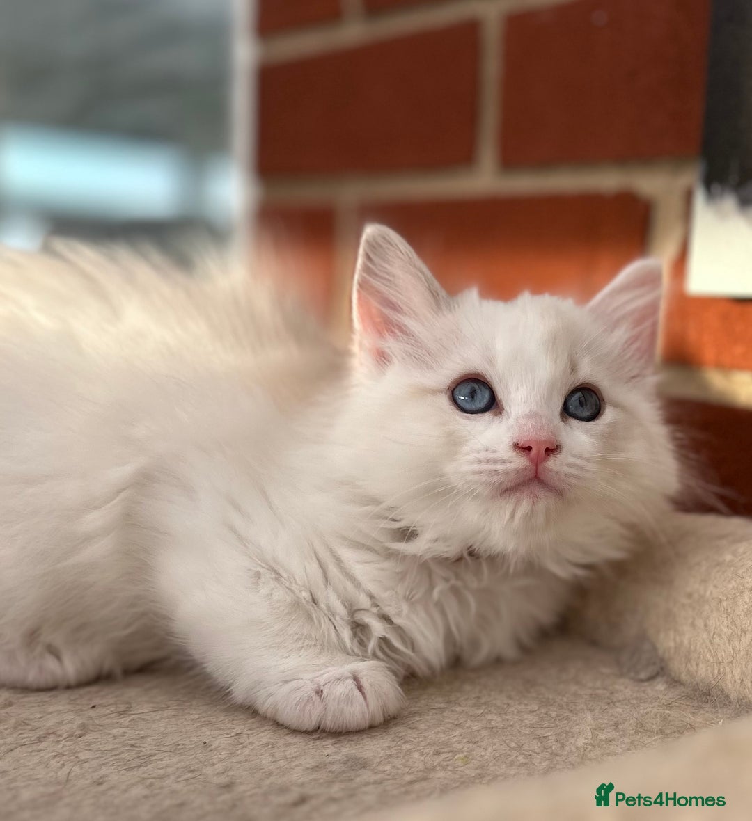 Ragdoll cats for sale: Gorgeous litter of bicolour kittens GCCF reg - Image 12