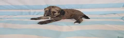 Cavapoo dogs for sale: Ready Now - 3 Girl F1 Toy Cavapoos Health Checked - Advert 30