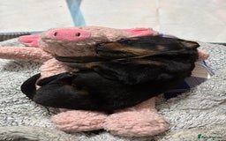 Rottweiler dogs for sale: Rotweiller pup - Image 1