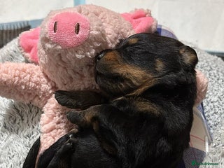 Rottweiler dogs - Advert 33