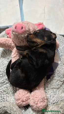 Rottweiler dogs - Advert 9