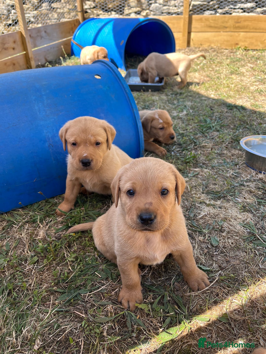 Labrador Retriever dogs for sale: Fox Red Labrador puppies  - Image 19