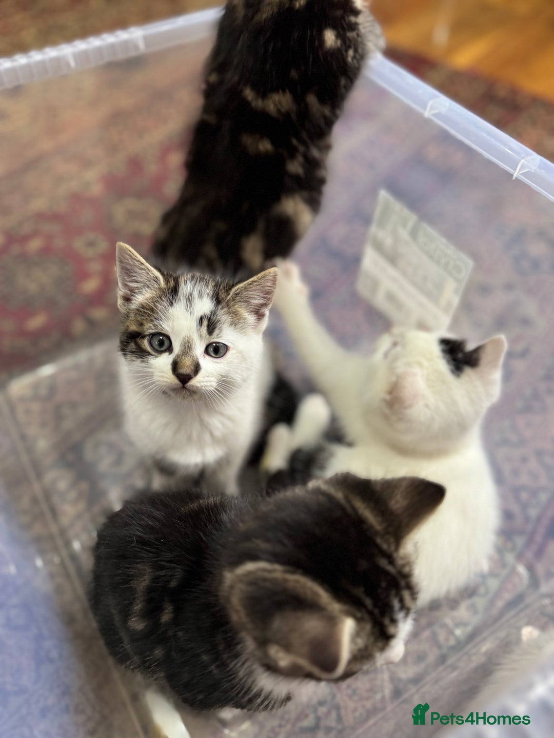 Turkish Angora cats for sale: half turkish angors  - Image 2