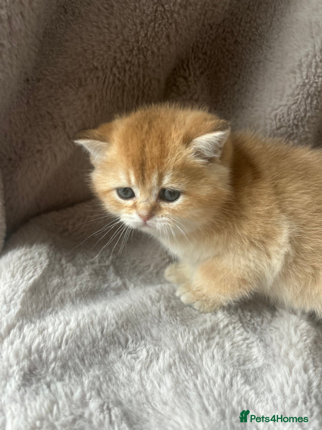 Scottish Fold cats for sale: Beautiful Gold Chinchilla babies  - Advert 14