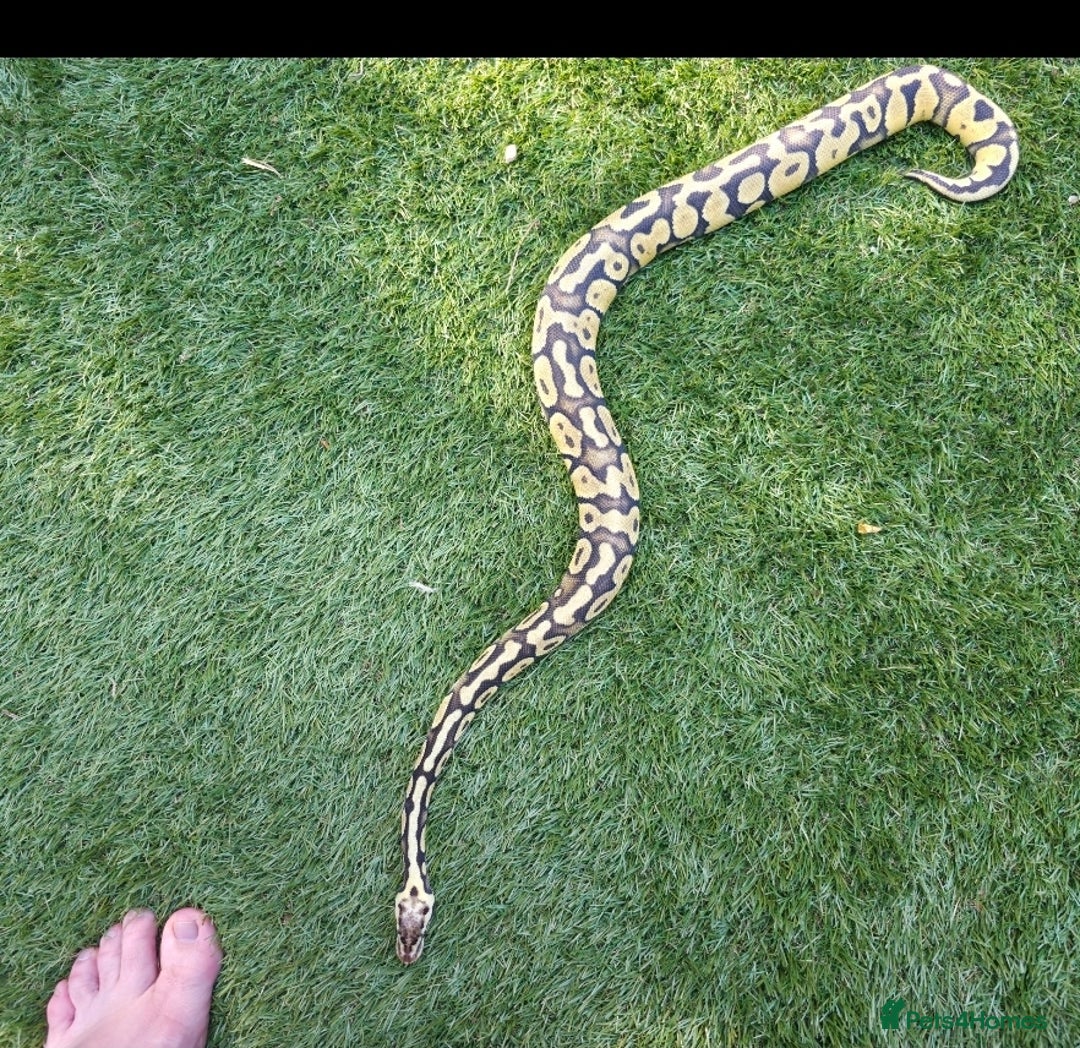 Python Snake reptiles for sale: Ball python and setup  - Image 2