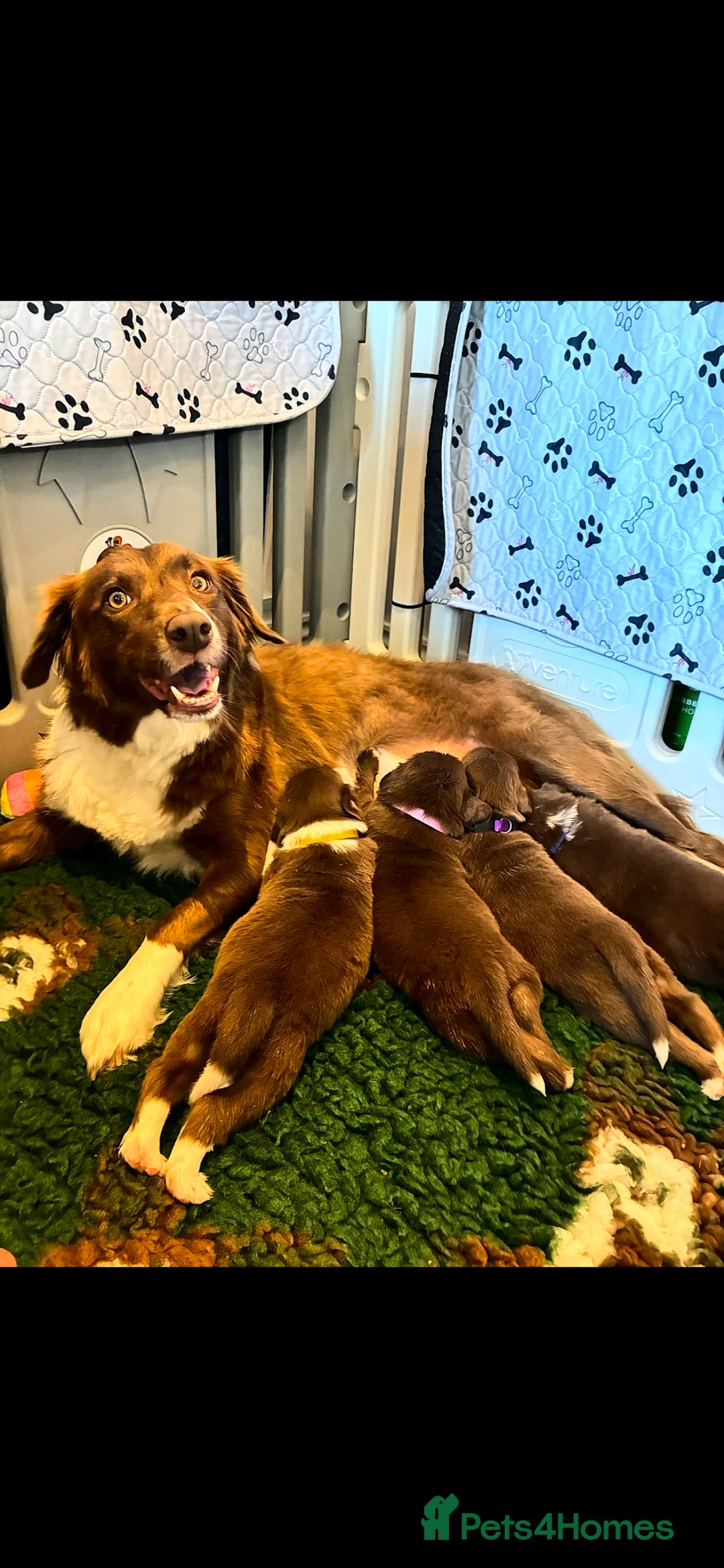Sprollie dogs for sale: SPROLLIE PUPPIES LOOKING FOR THEIR FOREVER HOMES  - Advert 2