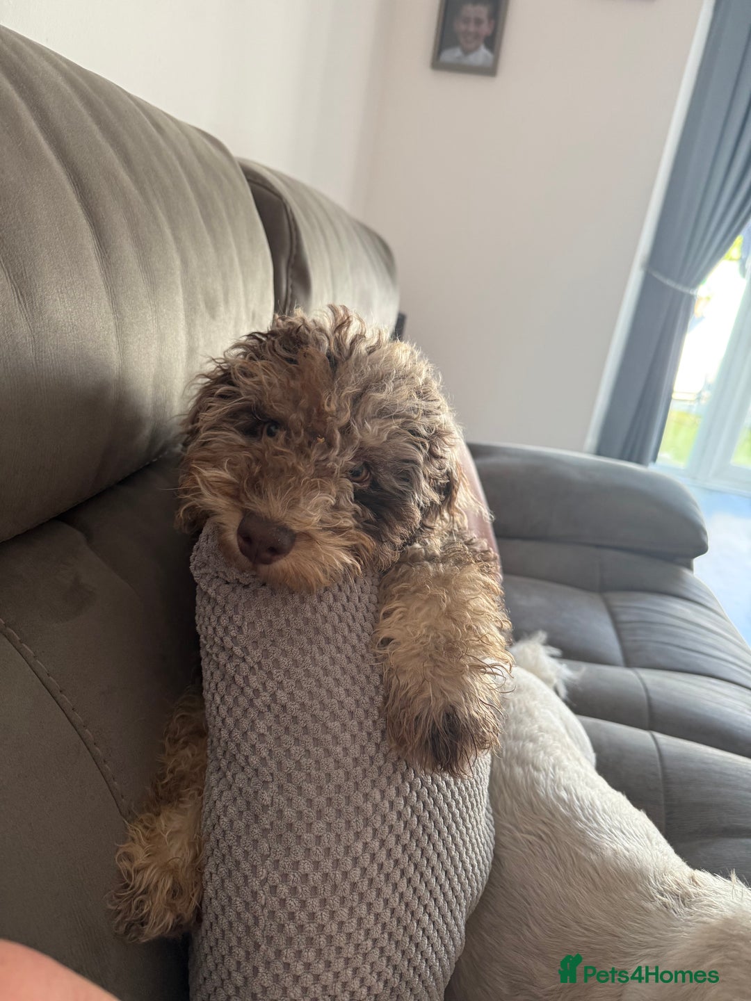 Cockapoo dogs for sale: Merle Cockapoo puppy - Image 5