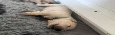 Golden Retriever - Green