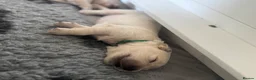 Golden Retriever dogs for sale: Health tested, KC reg Golden retriever puppies - Advert 28