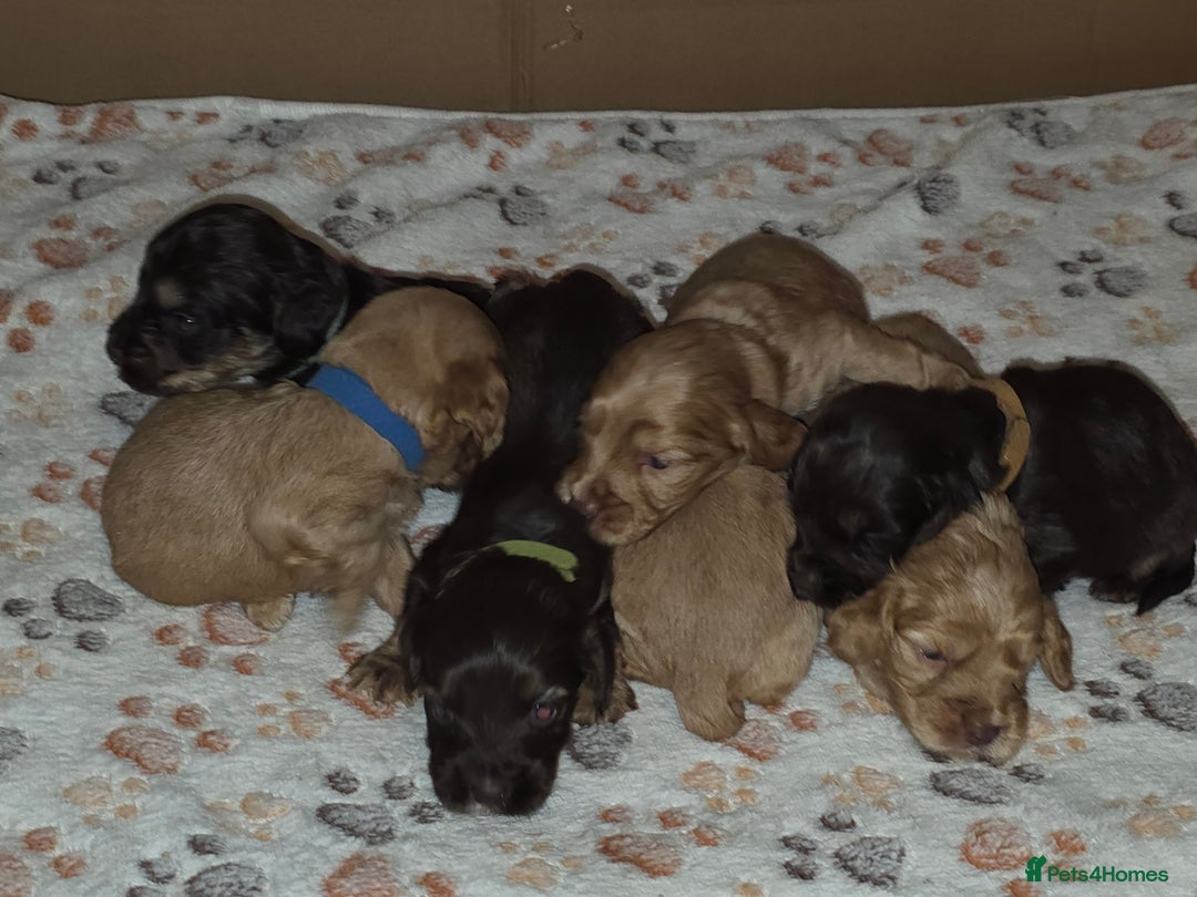 Cockapoo dogs for sale: Stunning f1b cockapoo puppies - Image 15