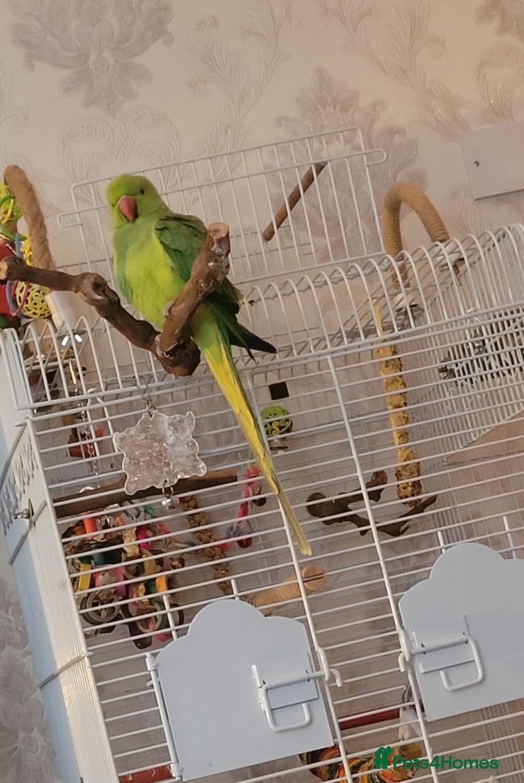 Ringnecks birds 'FRANKIE' the Indian Ring Neck - Advert 1