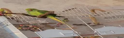 Ringnecks birds for sale: 'FRANKIE' the Indian Ring Neck - Advert 1