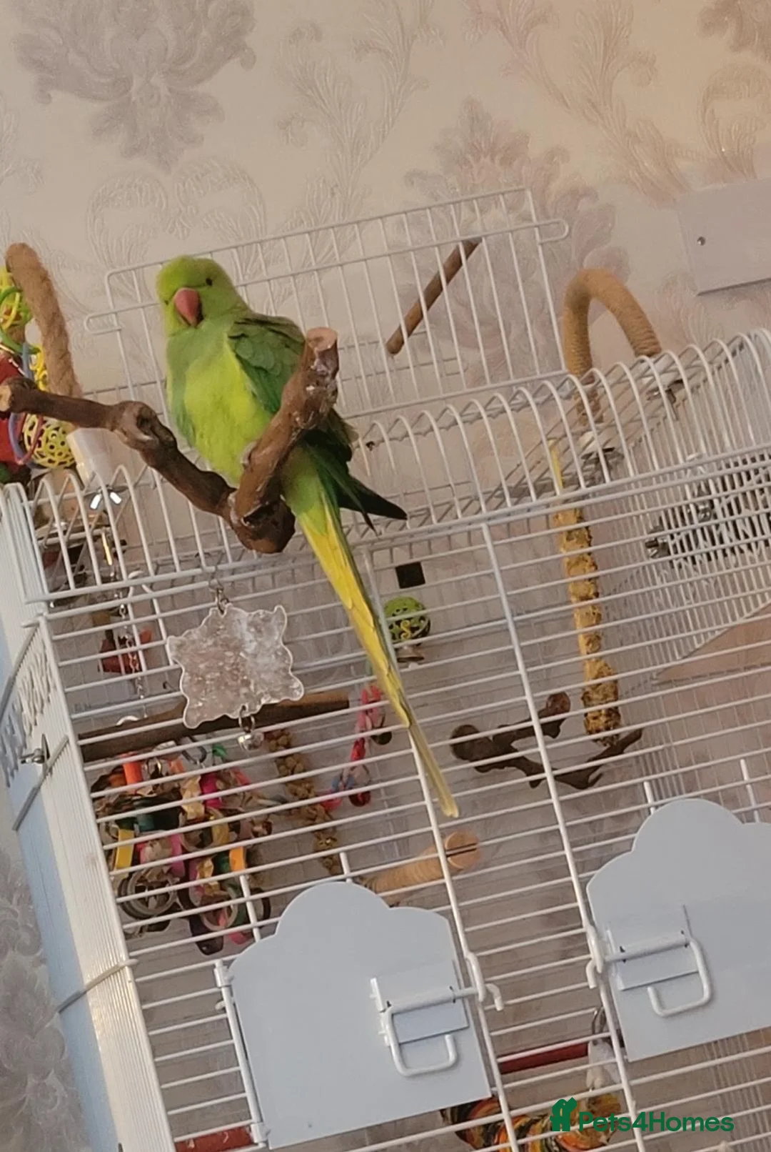 Ringnecks birds for sale: 'FRANKIE' the Indian Ring Neck - Advert 1