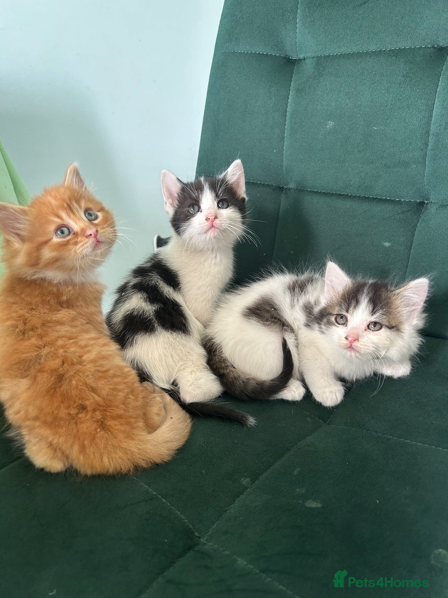 Siberian cats     Beautiful Siberian Cross Kittens - Advert 4