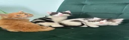 Siberian cats for sale:     Beautiful Siberian Cross Kittens - Advert 16