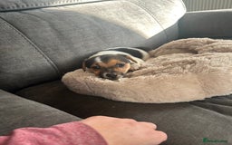 Jack Russell dogs for sale: Jack Russell pups  - Image 26