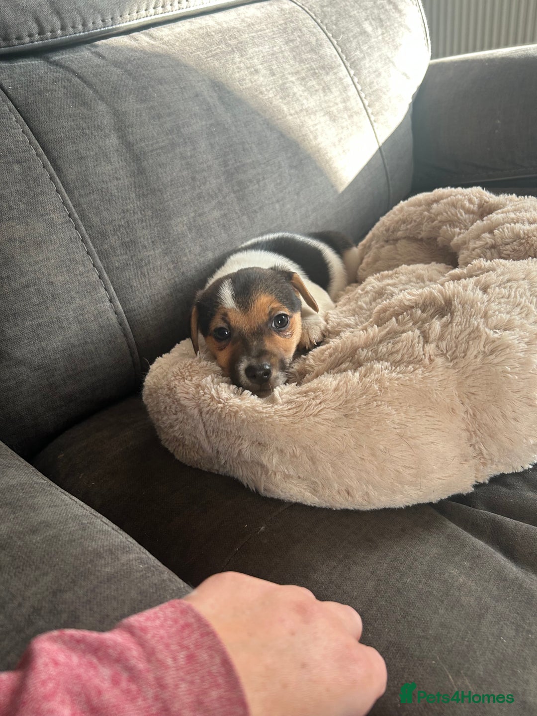 Jack Russell dogs for sale: Jack Russell pups  - Image 26