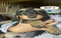 Mixed Breed dogs for sale: Mini dachshund cross - Image 4
