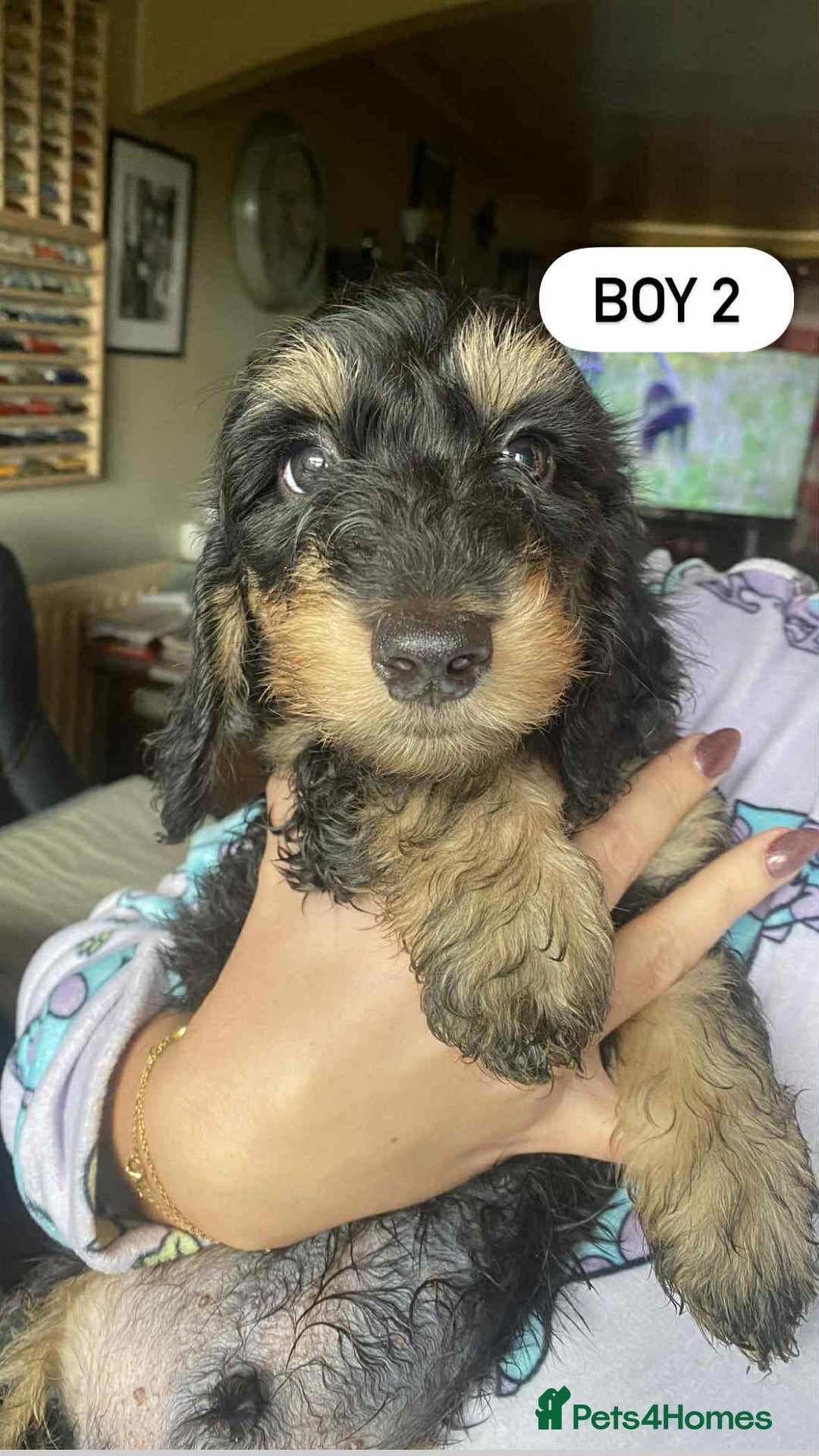 Mixed Breed dogs for sale: Mini dachshund cross - Image 4