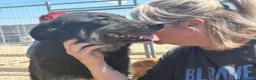 Mixed Breed dogs for adoption: Daniel - Ipswich Suffolk  in Ipswich - Advert 8