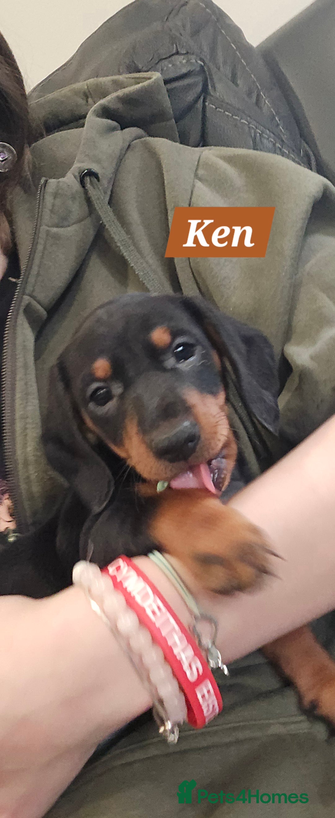 Dachshund dogs for sale: Beautiful Daxis - Advert 5
