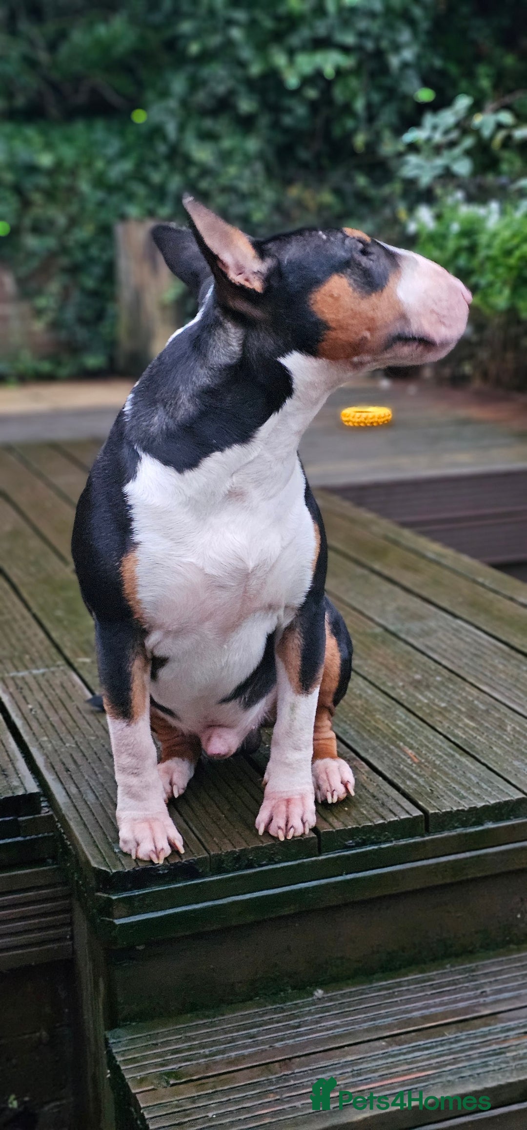English Bull Terrier dogs for stud: KC registered stud - Advert 3