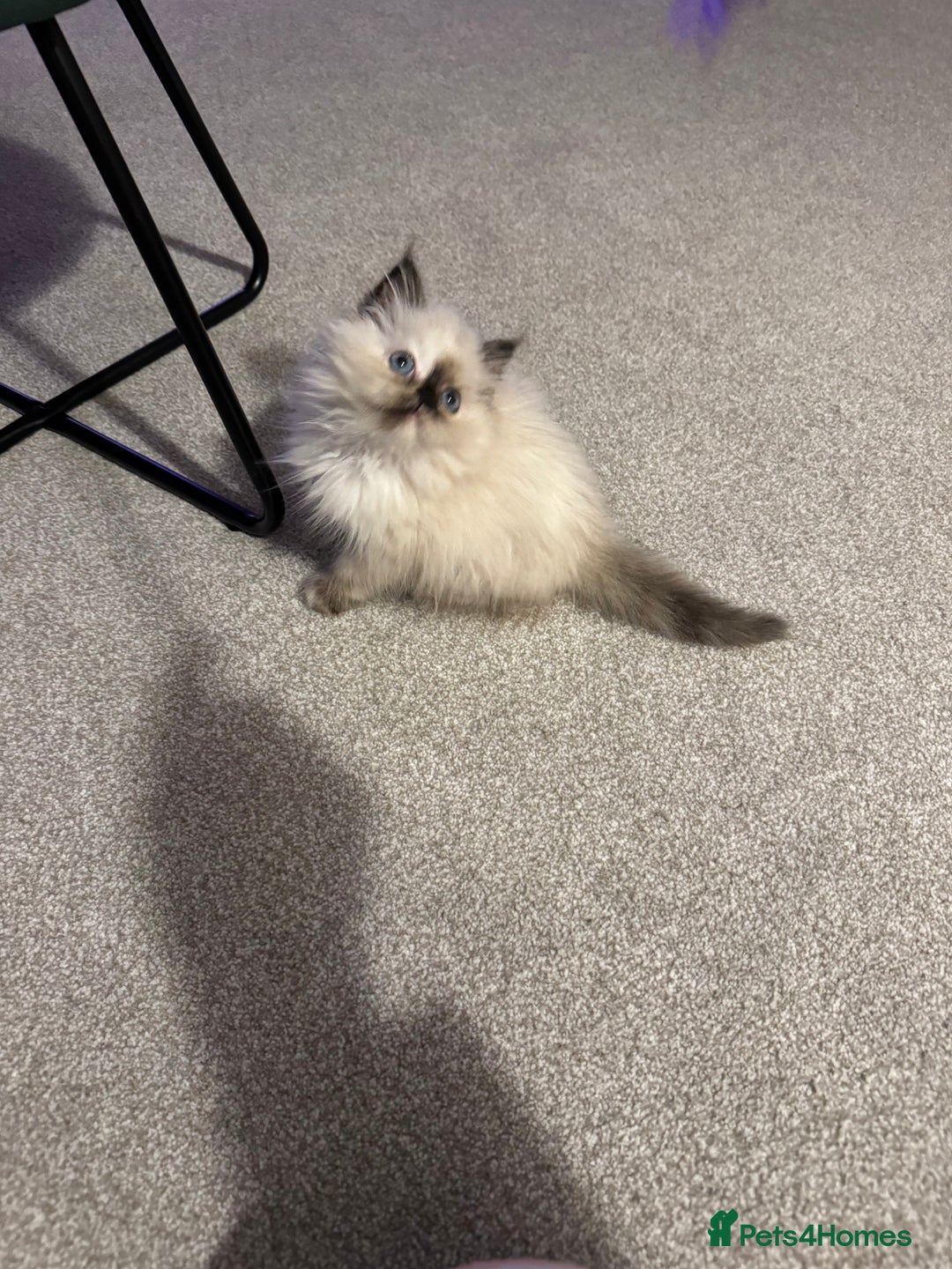 Birman cats for sale: Beautiful  Tortie  girl avaible - Advert 6