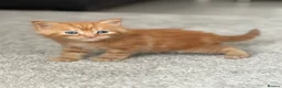 Mixed Breed cats for sale:     Healthy Playful Kittens - Advert 21