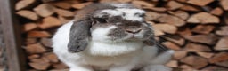 Mini Lop rabbits for sale: Adult mini lop rabbits  - Advert 6