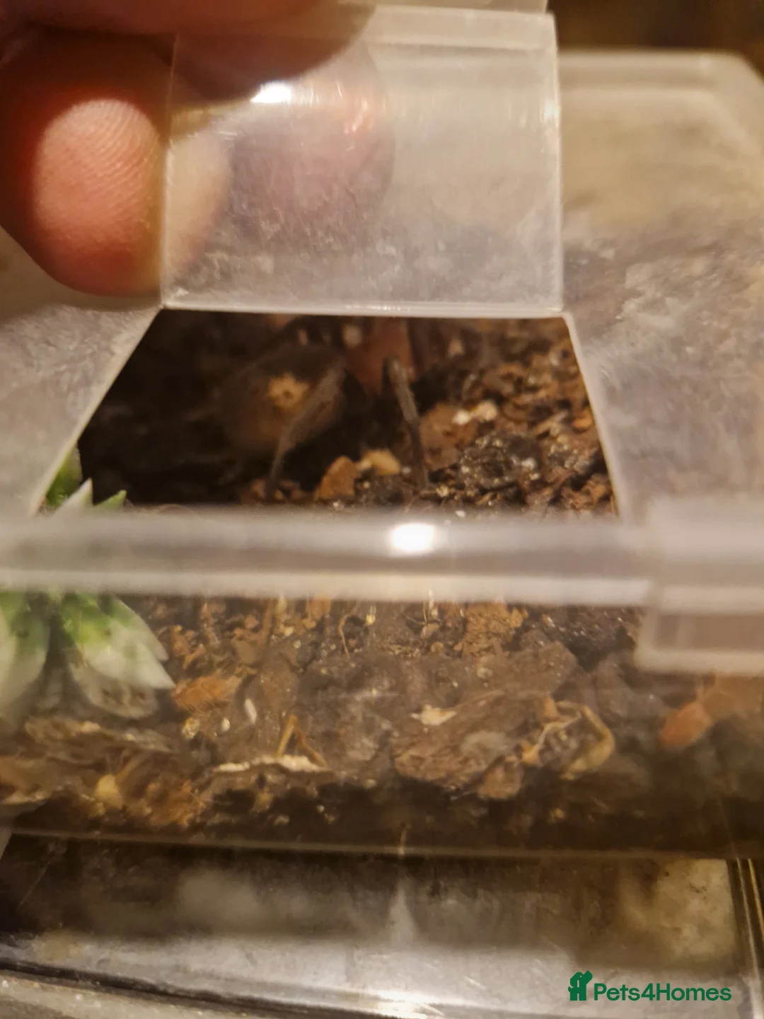 Tarantulas invertebrates for sale: Tarantulas for sale  in Worcester - Advert 12