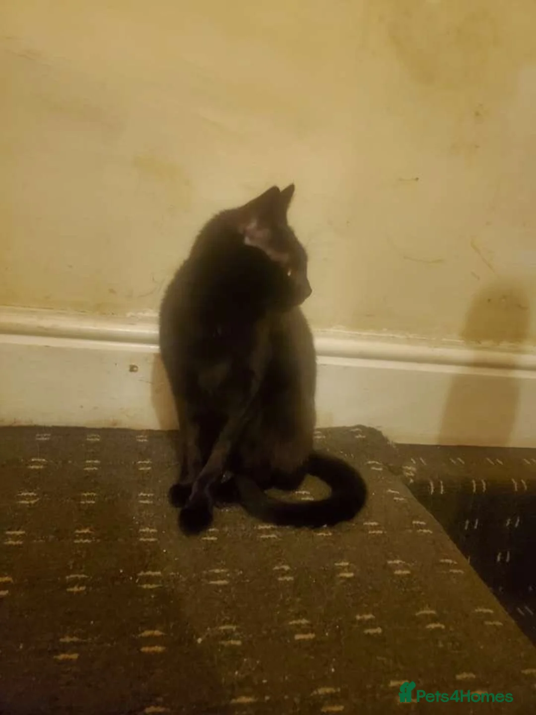 Mixed Breed cats for sale: Theo and sula  - Advert 4