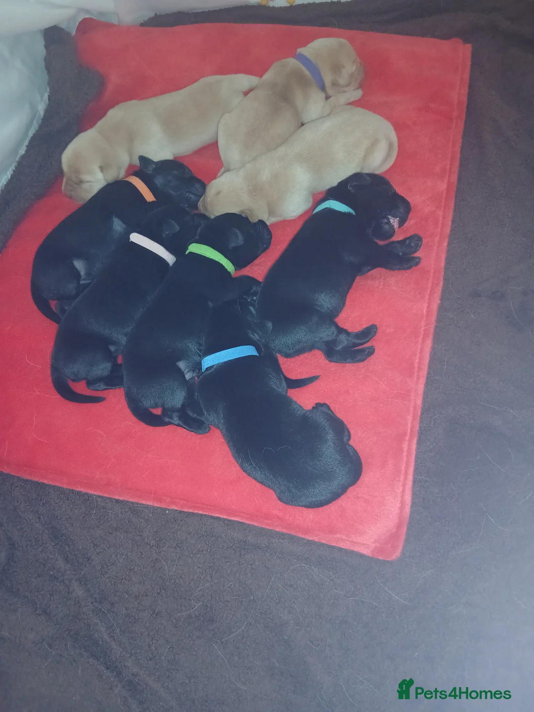 Labrador Retriever dogs for sale: Top Quality Labrador Pups - Advert 1