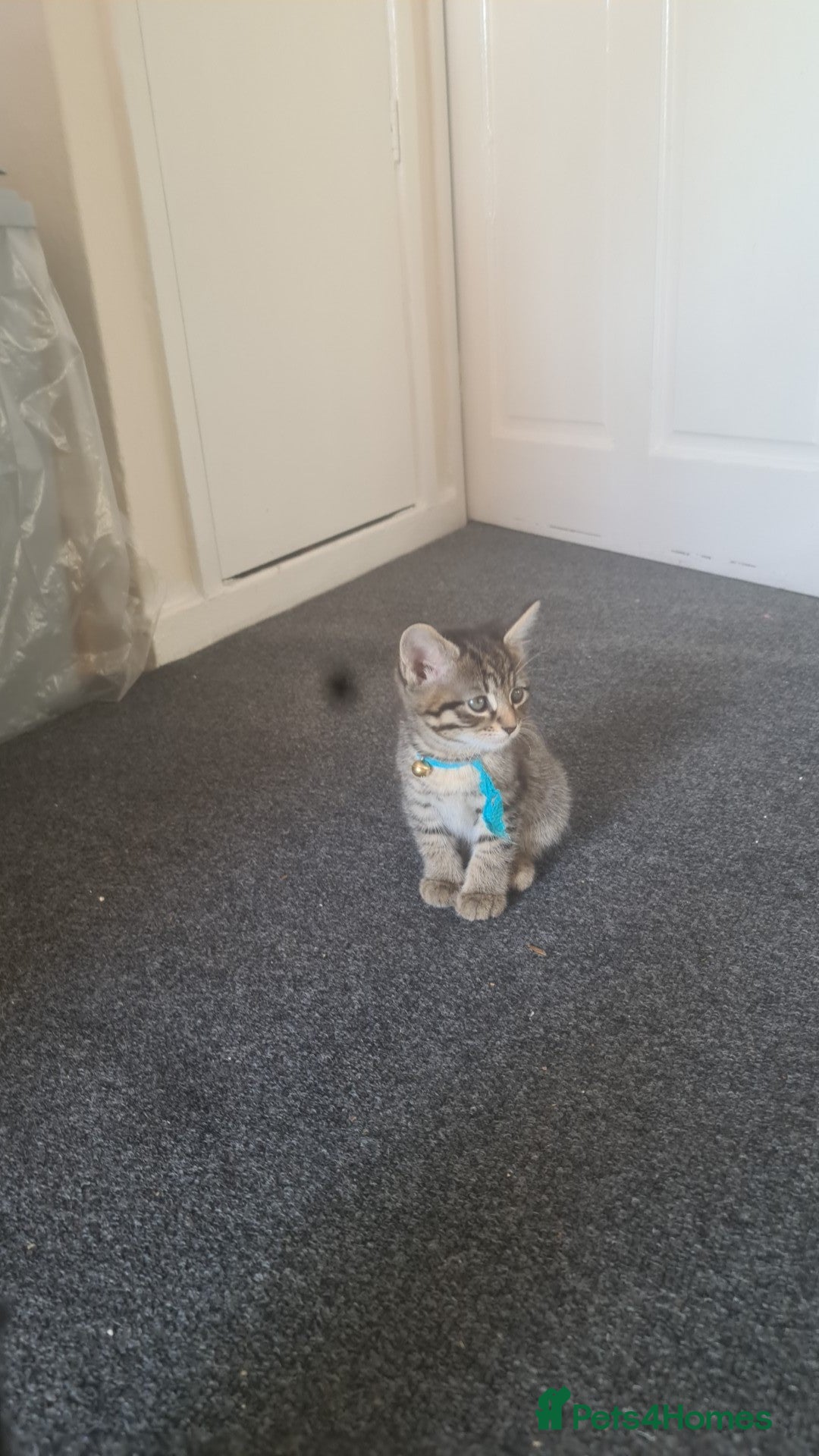 British Shorthair cats British shorthair  - Advert 2