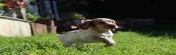 Cocker Spaniel dogs for sale: Kc registered working cockers  - Advert 23
