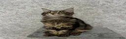 Maine Coon cats for sale: Stunning Purebred TICA Reg Maine Coon Kittens in London - Advert 29