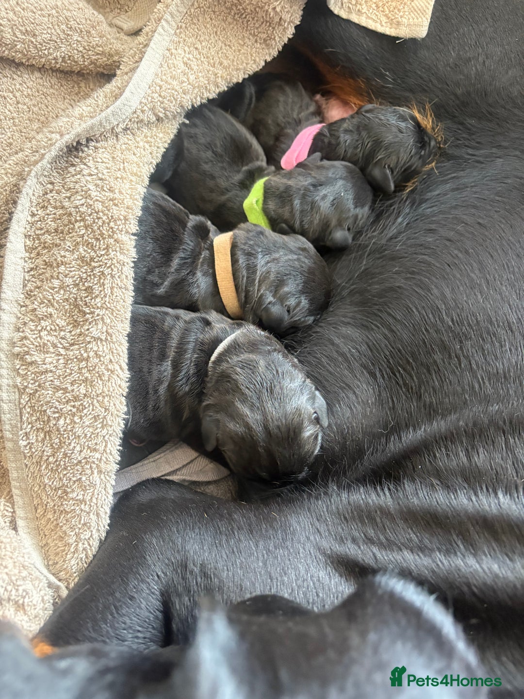 Mixed Breed dogs for sale: 3 beautiful boys for sale  - Image 8