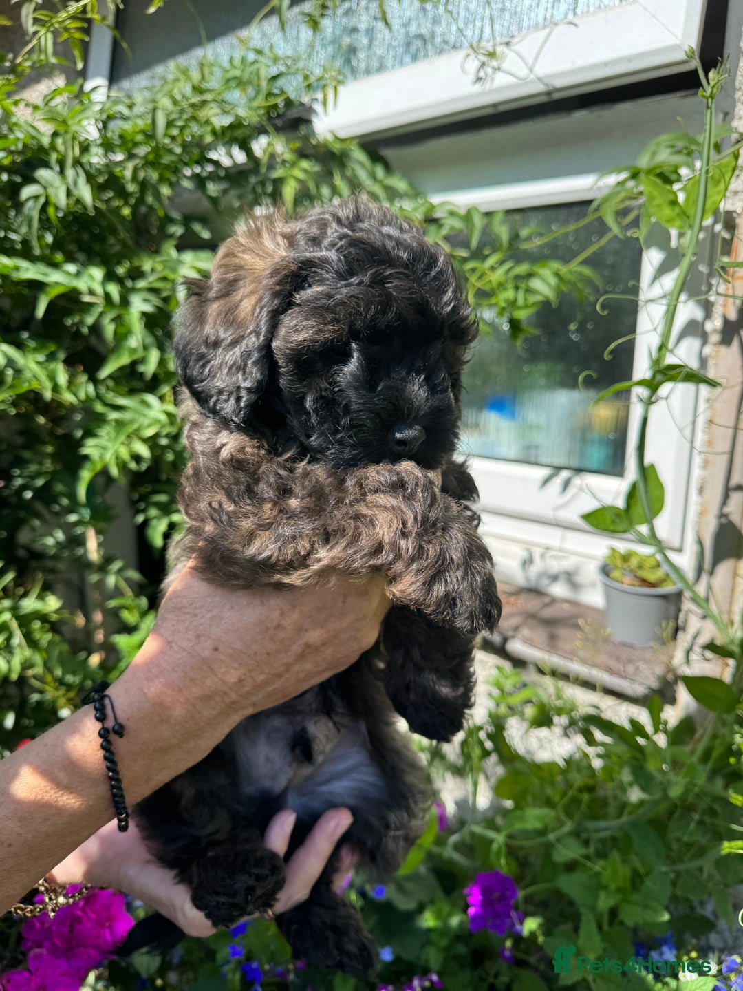 Cavapoo dogs for sale: Beautiful Toy F1b Cavapoo puppies  in Liskeard - Image 10