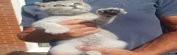 British Shorthair cats for sale: TICA loving Scottish Kittens  - Advert 10