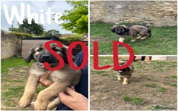 Golden Retriever dogs for sale: Golden Shepherd Puppies ready now!  - Image 7