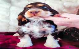Cocker Spaniel dogs for sale: Outstanding show cocker pups - Image 1