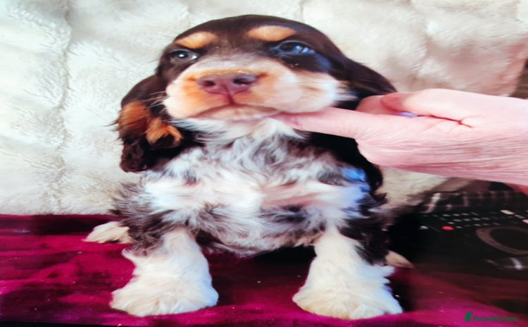 Cocker Spaniel dogs - Advert 3