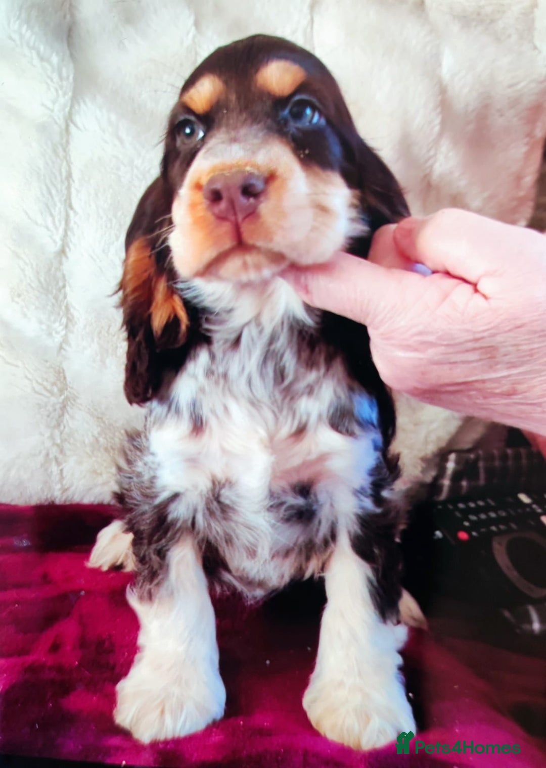 Cocker Spaniel dogs for sale: Outstanding show cocker pups - Image 1