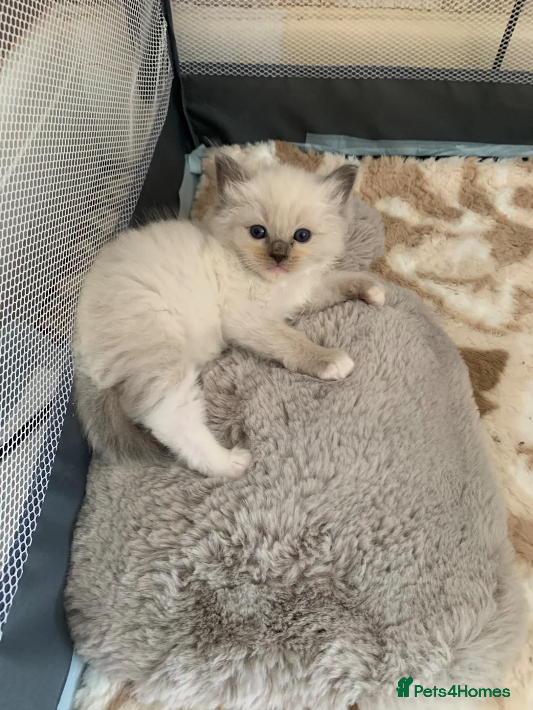 Ragdoll cats for sale: GCCF CHAMPION BLOODLINE RAGDOLL KITTENS 🥇🏅 - Advert 2