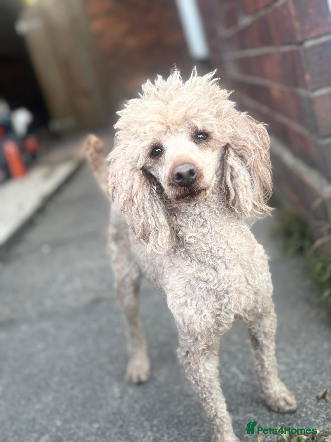 Miniature Poodle dogs for stud: for stud  - Advert 4