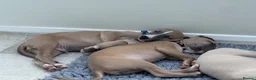 Whippet dogs for sale: KC whippet puppies  - Advert 28